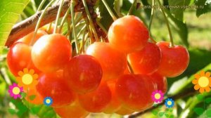 Черешня Соперница. Краткий обзор, описание характеристик, где купить саженцы prunus avium Sopernits