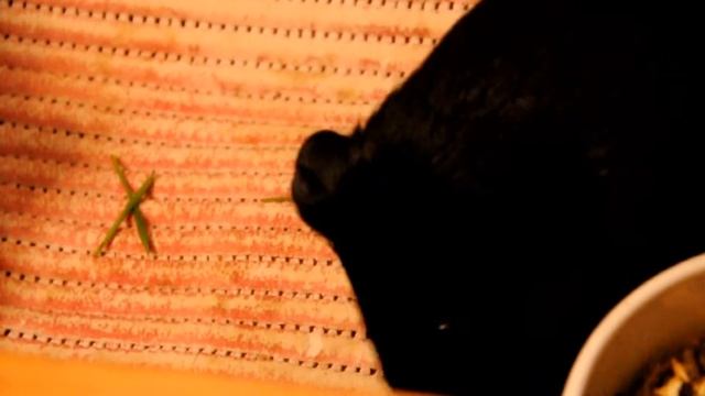 ТОП 5 что морские свинки ЛЮБЯТ ДЕЛАТЬ БОЛЬШЕ ВСЕГО./SvinkiStar смотреть онлайн