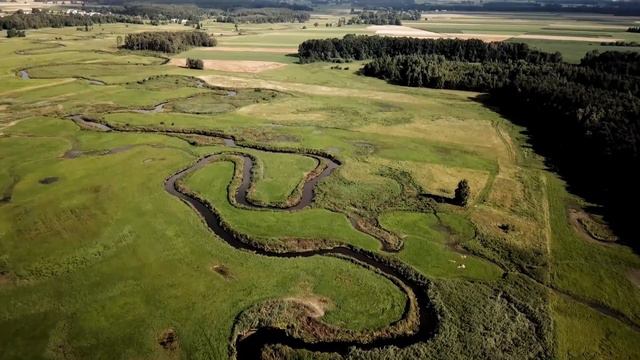 Ворон спас заблудившуюся в лесу девочку, приведя к ней маму. Они плакали от счастья смотреть онлайн