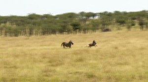 Гепард в Деле / Гепард против Леопарда, Антилопы, Страуса