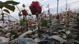 Сорта роз в теплице роз в Эквадоре с большими бутонами.