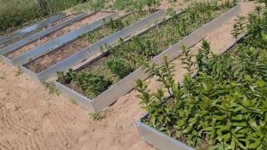 ПИТОМНИК С НУЛЯ! Что уже сделали. Страшно