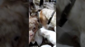 Вес щенков чихуахуа в 4,5 месяца. Чихуарий Екатеринбург https://chihuariy-ekb.ru/