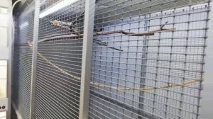 Щеглы Гибриды Канарейки Амадины в гостях у друга