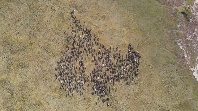 YAMAL AUGUST 2021. Nenets Reindeer Herders.