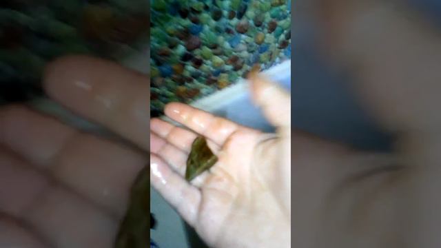 Нашли камни в реке Ница.Извините за красные глаза смотреть онлайн