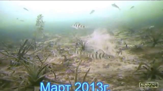 Копия видео Мартец на Волге . смотреть онлайн