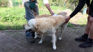 Golden Retriever successful mating/ Dekking Golden Retriever
