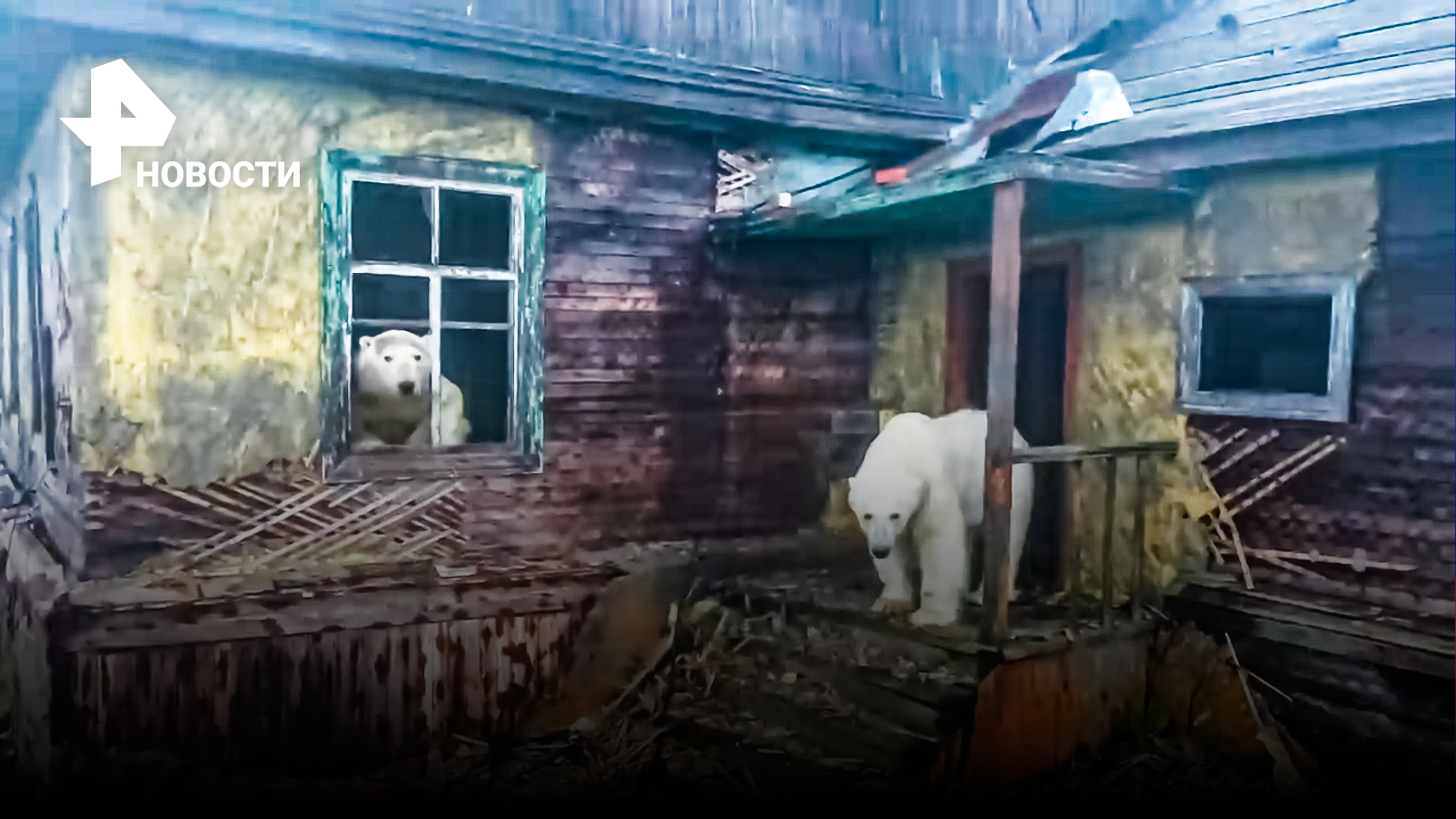 Мишки на Севере: белые медведи захватили чукотскую метеостанцию / РЕН Новости