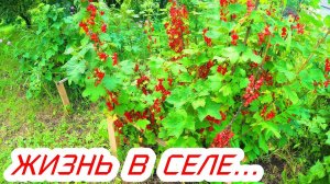 Простая жизнь в селе,наши сельские будни.