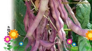 Фасоль зерновая Вайолет. Краткий обзор, описание характеристик, где купить семена phaseolus vulgari