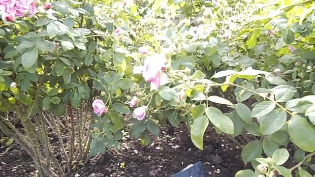 Rose Harlow Carr Aushouse David Austin English Rose