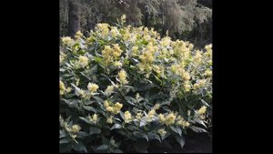 #Горец1 #Цветы садовые83 Декоративные растения