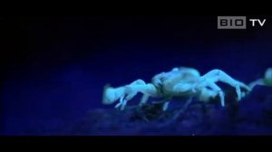 Scorpion In Ultraviolet