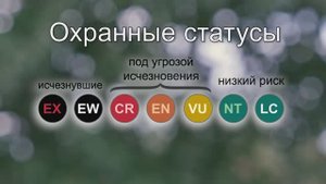 Эфирные масла из Красной Книги и осознанная ароматерапия