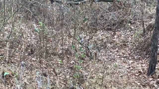 Тольятти, гуляем в лесу. Кормим белок! И видели птичку Сойку. смотреть онлайн