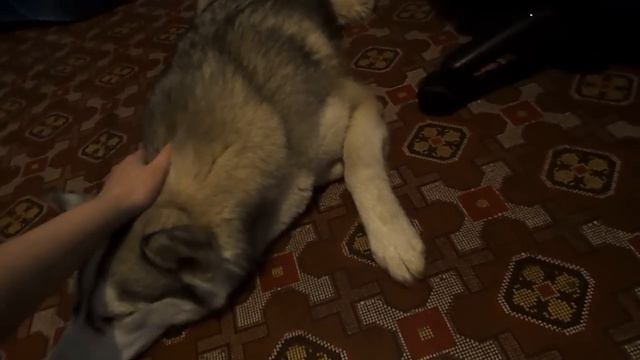 Хаски поранила лапу. Часть 3. смотреть онлайн