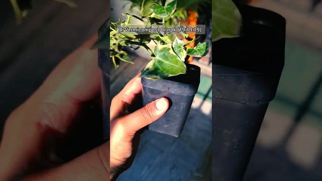 English ivy care 40 Sec succulent plants care #viral #shortvideo