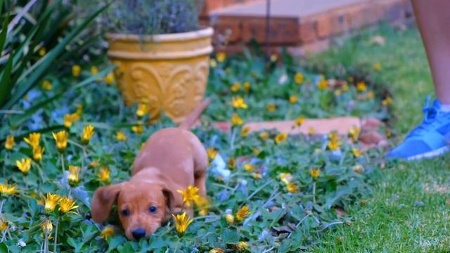 УШЛА НАВСЕГДА БАБУШКА НИНА ? ? ? СВЕТЛАЯ ПАМЯТЬ ? ? ? КАНАЛ ОРЛОВЦЫ смотреть онлайн