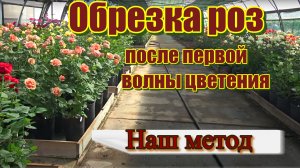 Обрезка роз после первой волны цветения в горшках Июнь 2019.