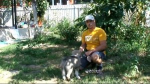 Учим щенка правилам игры. Игры для дрессировки собак