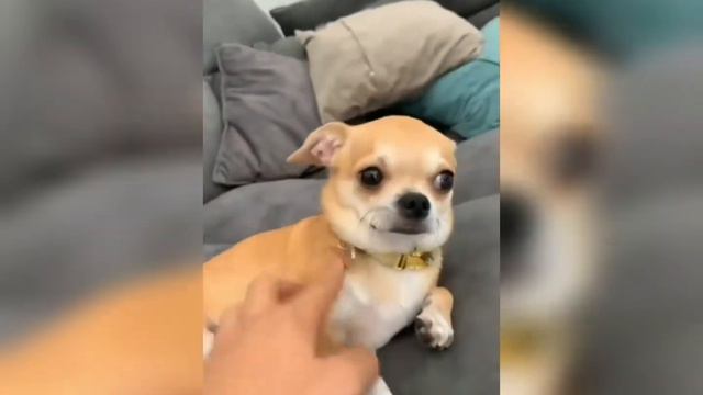 mreviatar tiktok compilation/SPECIAL NIKI CHIHUAHUA/nikiozeri videos #mreviatar #mreviatartiktok смотреть онлайн