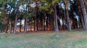 ЗВУКИ ПРИРОДЫ, ПЕНИЕ ПТИЦ, ЗВУКИ ЛЕСА, ГЛУБОКИЙ РЕЛАКС И УСПОКОЕНИЕ НЕРВНОЙ СИСТЕМЫ