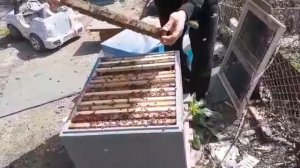 Двухматочное пчеловодство.после объеденения