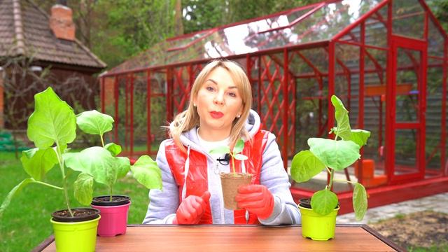 А ВЫ ПРАВИЛЬНО ПОСАДИЛИ РАССАДУ? смотреть онлайн