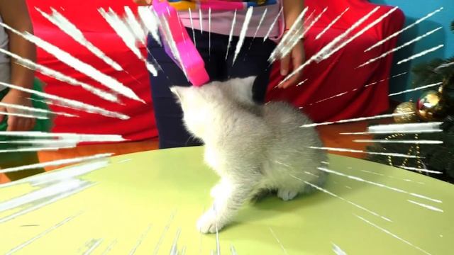 Аня и Юлиана хотят настоящего котенка. Подарок для детей! смотреть онлайн