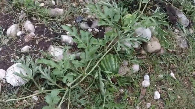 По горным рекам Грузии смотреть онлайн