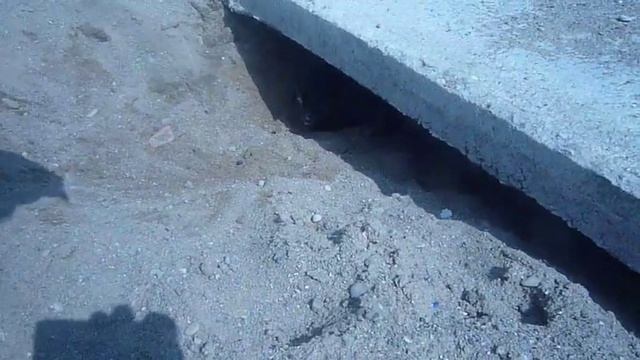 Серая шейка. щенята смотреть онлайн