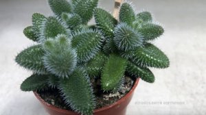 How To Care & Grow The Delosperma Echinatum