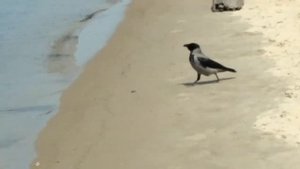 ИЗ ЖИЗНИ ЗНАКОМОЙ ВОРОНЫ .)ЗАПАСЛИВАЯ ВОРОНА)