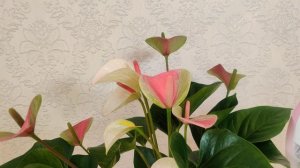 Цветы Вместе - Антуриум Фэнтази Лав Anthurium fantasy Love 21/75