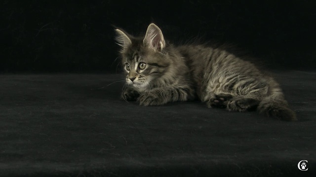 Котенок мейн-кун, окрас черный пятнистый, Olivia Grey Claw`s в 9 недель http://coonplanet.ru/