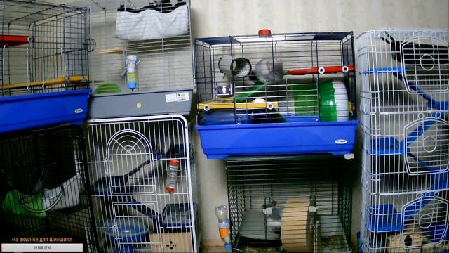 Наблюдаем за жизнью Шиншилл смотреть онлайн