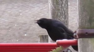 Crow making strange sounds
