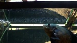 Кормление змееголова и астронотуса