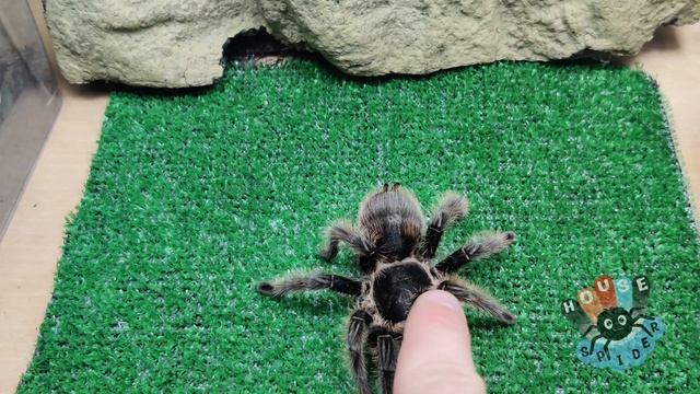 Берём паука птицееда на руки, как брать паука птицееда на руки?, на примере Brachypelma albopilosum смотреть онлайн
