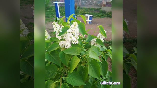 LILAC SPRING Сирень Весенняя коллекция смотреть онлайн