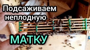 Подсадка неплодной матки в пчелосемью.
