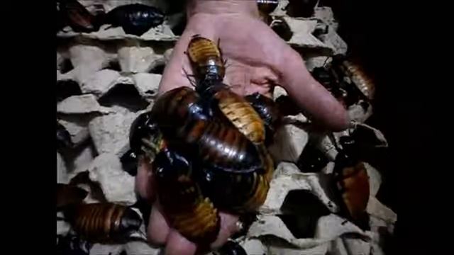 Шок!!! Гигантские тараканы атакуют!