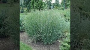 Просо прутьевидное