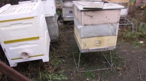 подготовка пчел к зиме и ошибки пчеловода