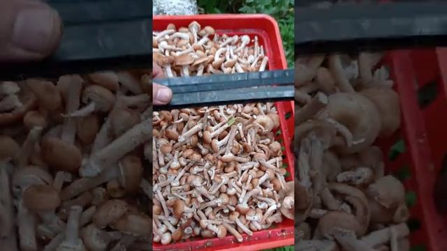 опята тоже вкусные грибы
