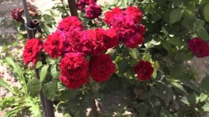 сравнение плетистых роз хайгроув и флорентина,  питомник роз полины козловой rozarium.biz