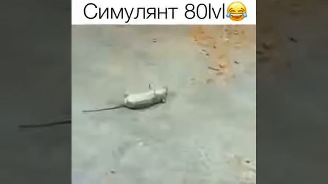 Дохлая мышь смотреть онлайн