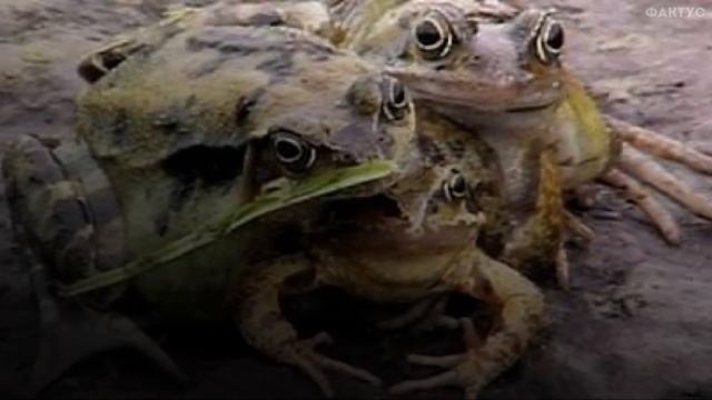 Топ 10 Животных Мутантов