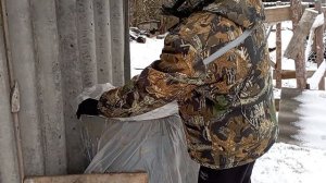 Снова зима. Кормим цыплят. Куры живут одни на даче.